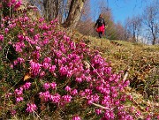 33 Erica in fiore